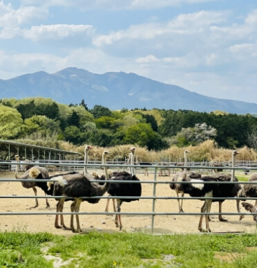 オーストリッチの健やかな育成 飼育方法の研究・開発