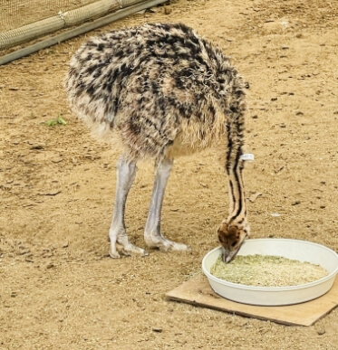 オーストリッチ品質の安定を支える 飼料の研究開発